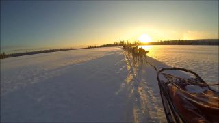 在日落时，雪橇狗在雪地上。视频素材模板下载