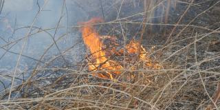 燃烧的干草和树枝近距离观察。自然界中危险的野火