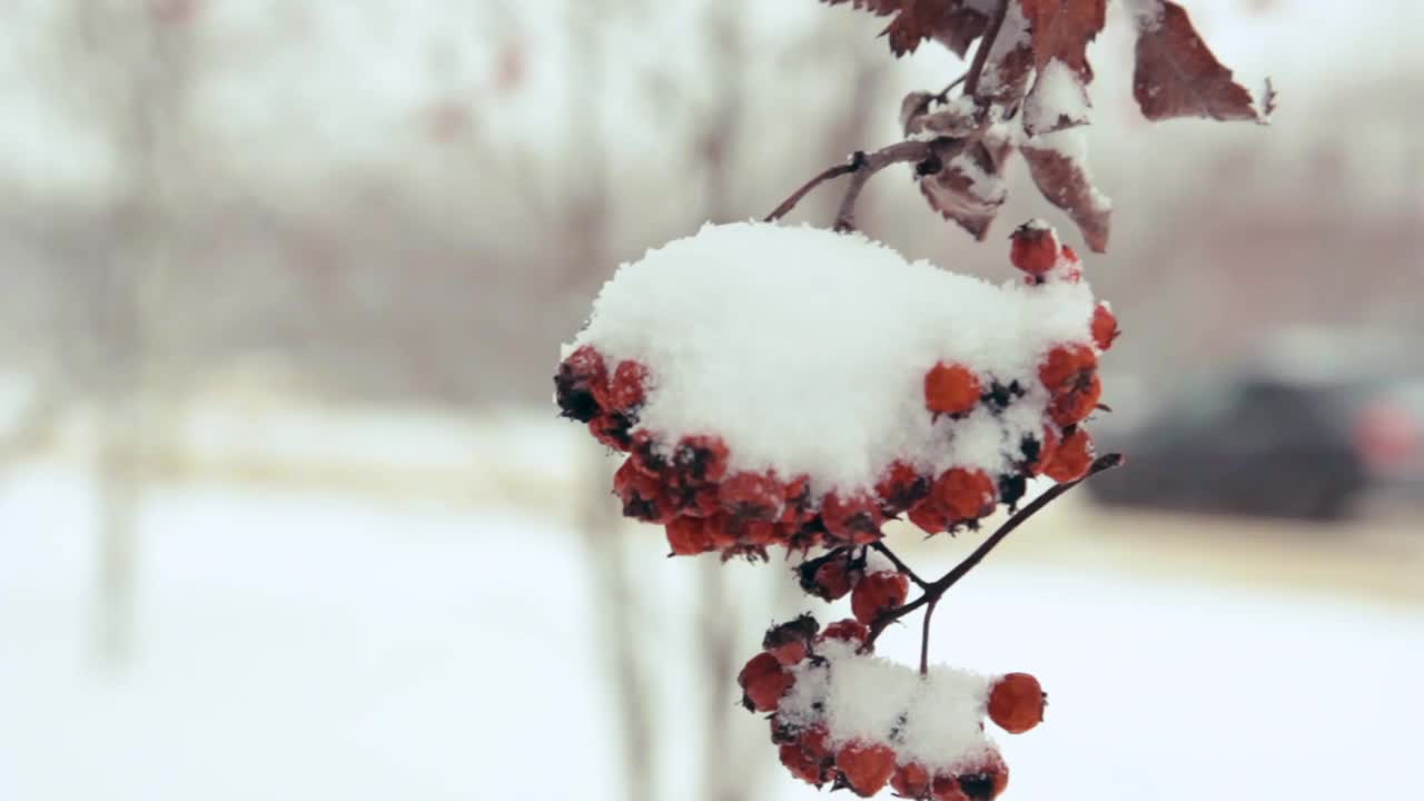 冬天花园里的树枝上，一串串红色的山楂落在雪地里。自然背景。