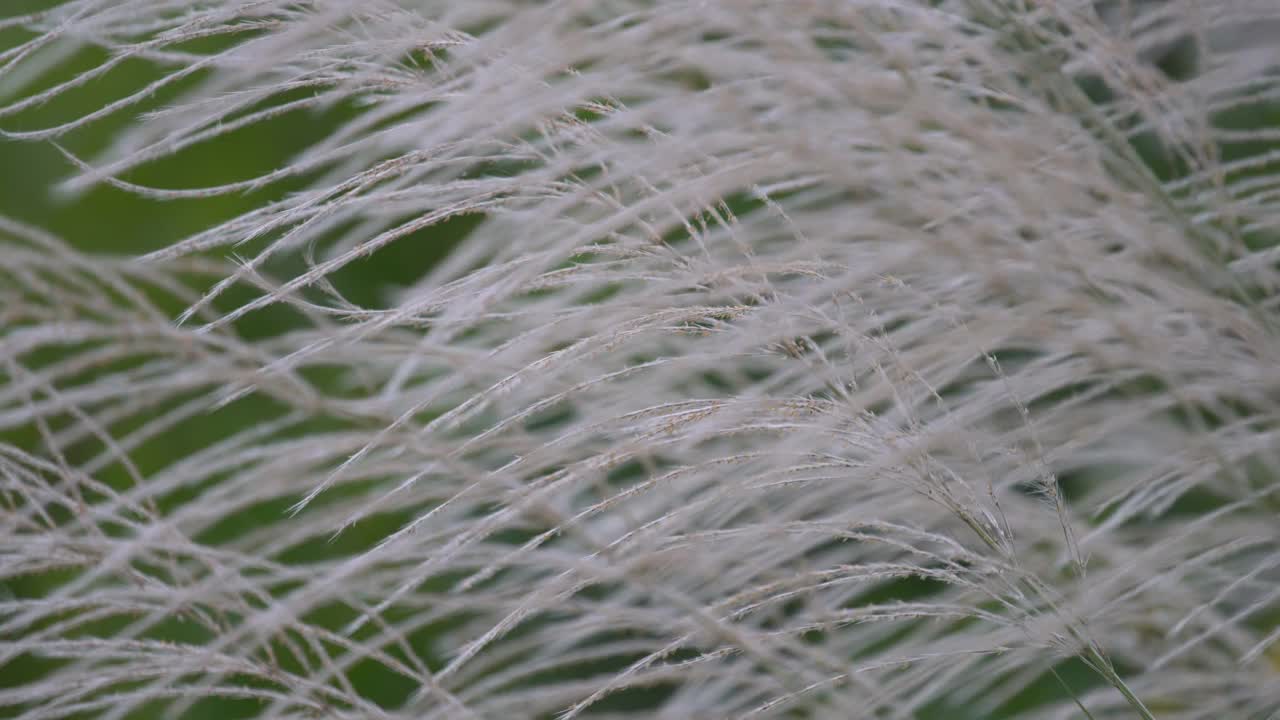 芦苇草的花