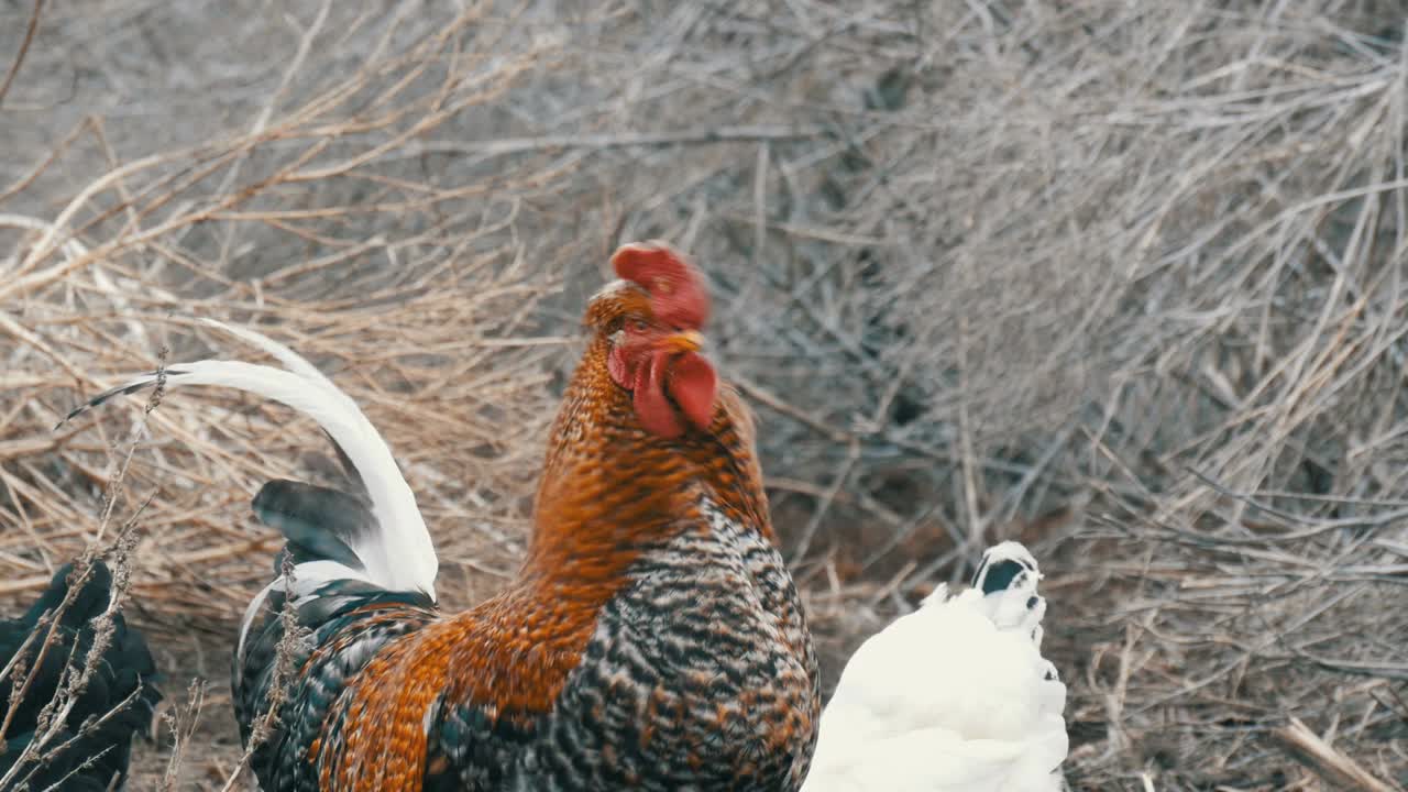 深秋或早春，黑白相间的农场鸡和漂亮的大红发黑公鸡在干草地上吃草。