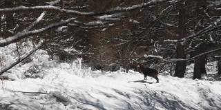 意大利大帕拉迪索国家公园，雪地里的岩羚羊