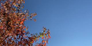 秋天，红色的枫树树叶在阳光灿烂的蓝天下色彩鲜艳。公园里美丽的秋叶。