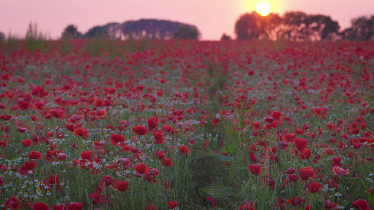 日落时田野里的罂粟花