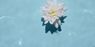 顶视图慢动作的白色菊花在水面,海浪在蓝色背景。水溅出蓝色。纯净水反射阳光和阴影