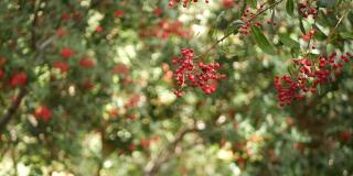 在树上的红色浆果，在加利福尼亚，美国。自然大气植物近距离背景。荚蒾，春天或秋天的早晨花园或森林，新鲜的春天或秋天的植物在柔软的焦点