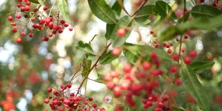 在树上的红色浆果，在加利福尼亚，美国。自然大气植物近距离背景。荚蒾，春天或秋天的早晨花园或森林，新鲜的春天或秋天的植物在柔软的焦点