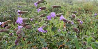 在印度卡纳塔克邦库尔格的曼达尔帕蒂山脉，罕见的紫石南花或Neela kurinji花每12年盛开一次。
