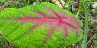 观赏植物caladium (caladium)的叶子摇摆