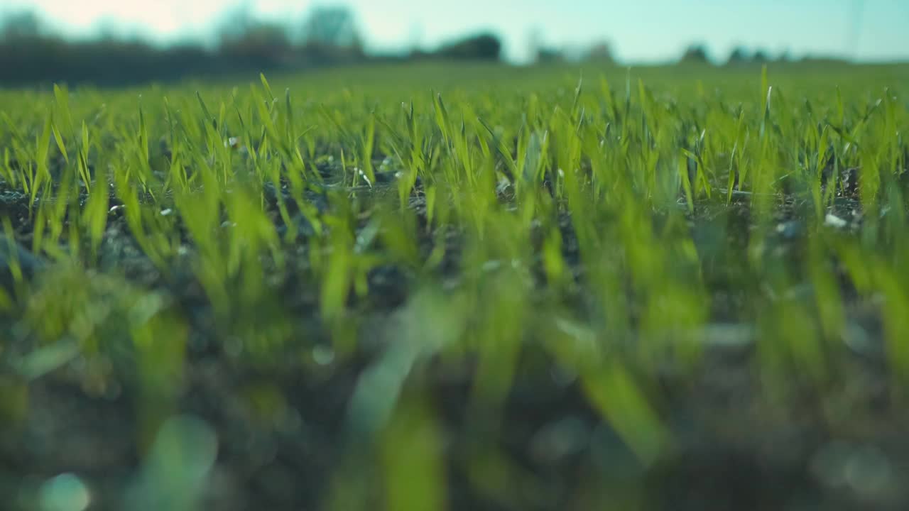 风吹过麦田里的小麦幼苗。农业的概念。