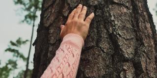 女性的手抚摸着森林中的大树，充满爱意。保护和爱护自然的理念。