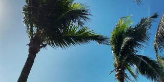 棕榈树的树枝被强风吹长。茂密的椰子树在蓝天的映衬下摇曳。岛的海岸。在蓝色的海面上可以看到游艇和船只