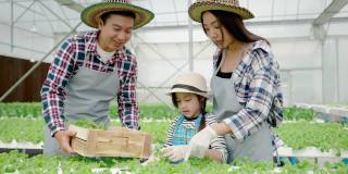 亚洲菜园家庭正在收集有机绿色橡树蔬菜，他们是水培生长在温室。
