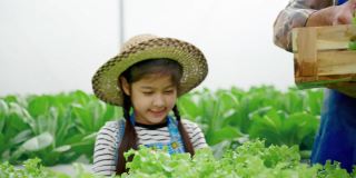 亚洲菜园家庭正在收集有机绿色橡树蔬菜，他们是水培生长在温室。