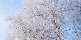 寒冷的天气。冬天的森林里有软绵绵的雪。白桦树与美丽的皇冠特写。阳光明媚的早晨。底视图