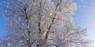 寒冷的天气。冬天的森林里有软绵绵的雪。白雪覆盖的树，美丽的树冠特写。阳光明媚的早晨。底视图