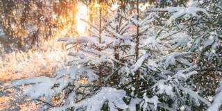 云杉树枝在雪地里。冬季景观与雪冷杉森林和轻微降雪在风景日落或日出。
