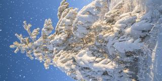 冬天的森林里有软绵绵的雪。美丽的冬季风景，云杉树枝在雪地里。垂直视频。