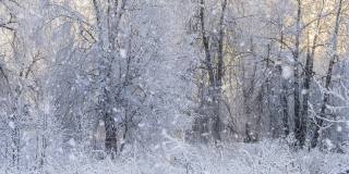 冬天的森林里飘着雪花，圣诞节的早晨飘着轻柔的雪花。冬天的风景。白雪覆盖的树木。