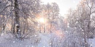 令人惊叹的冬季景观与浪漫的雾蒙蒙的日落。冬天的森林里有软绵绵的雪。