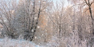 严寒的天气。令人惊叹的冬季景观与浪漫的雾蒙蒙的日落。冬天的森林里有软绵绵的雪。