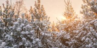 令人惊叹的冬季景观与浪漫的雾蒙蒙的日落。冬天的森林里有软绵绵的雪。