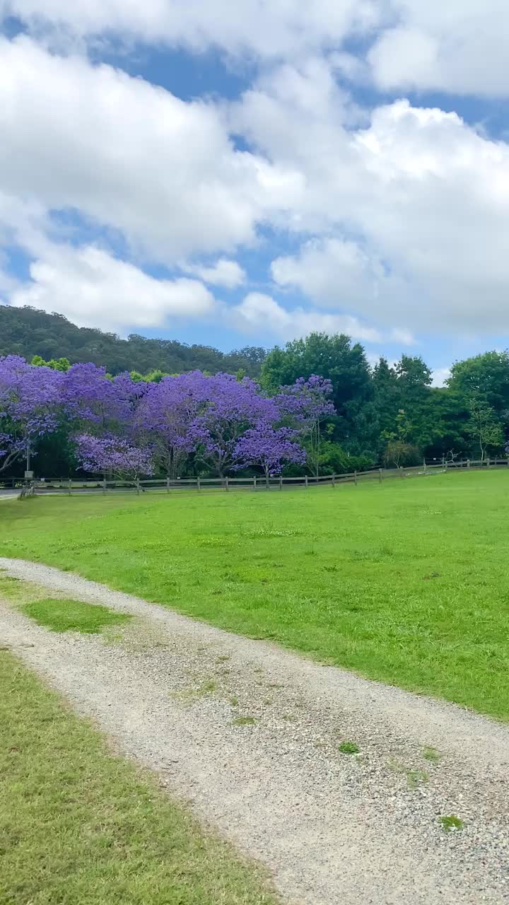 视频紫色蓝花楹在围场与绿色的草，木材栅栏和紫色的花瓣在草地上。中间有一棵绿色的大树。蓝色的天空。澳大利亚昆士兰黄金海岸