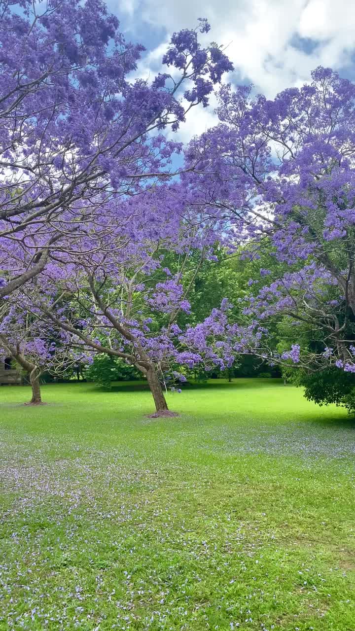 视频中的紫色蓝花楹在围场与绿色的草，木材栅栏和紫色的花瓣在绿色的草。澳大利亚昆士兰黄金海岸