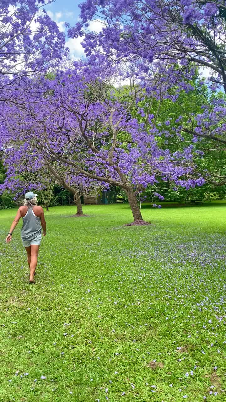 视频中，一名金发女子沿着草地走在紫色蓝花楹树之间，草地上长满了绿草、木栅栏和紫色的花瓣。澳大利亚昆士兰黄金海岸