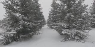 冬季针叶林中雪落时冷杉之间的通道。