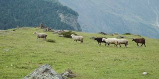 一群羊凝视着山上