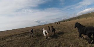 航拍FPV无人机与一大群野马在草原上疾驰