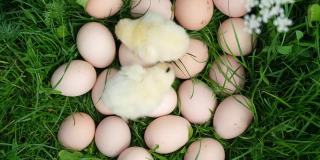 复活节小鸡和鸡蛋在绿色的草地上。