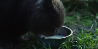 黑色的家猫舔着站在草地上的锡碗里的新鲜牛奶