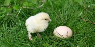 毛茸茸的小鸡坐在鸡蛋旁边的绿色草地上。
