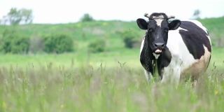 白色的奶牛身上长着黑点，在草地上吃草。