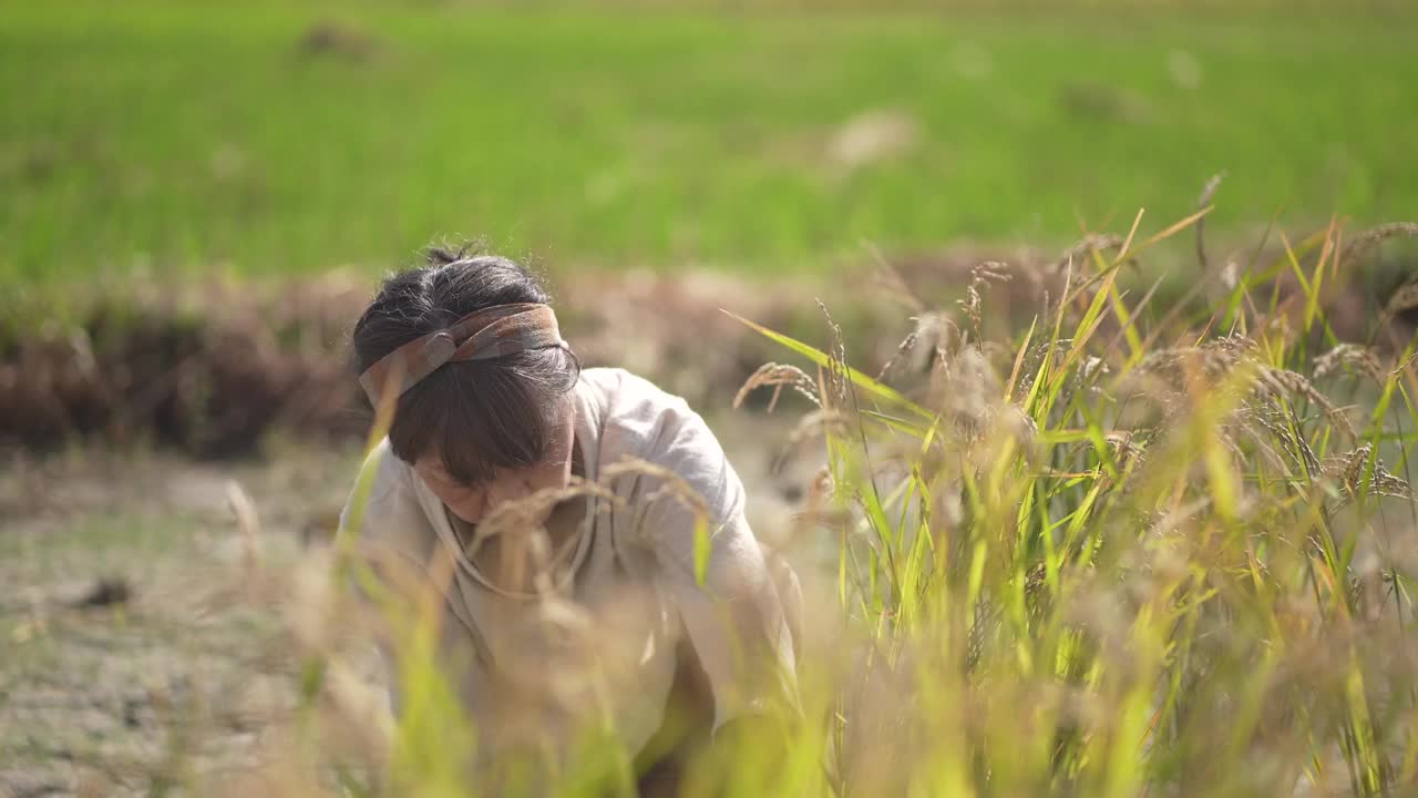 女人收割水稻