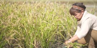 女人收割水稻