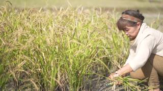 女人收割水稻视频素材模板下载