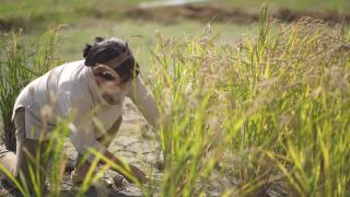 女人收割水稻视频素材模板下载