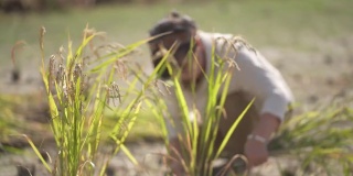 女人收割水稻