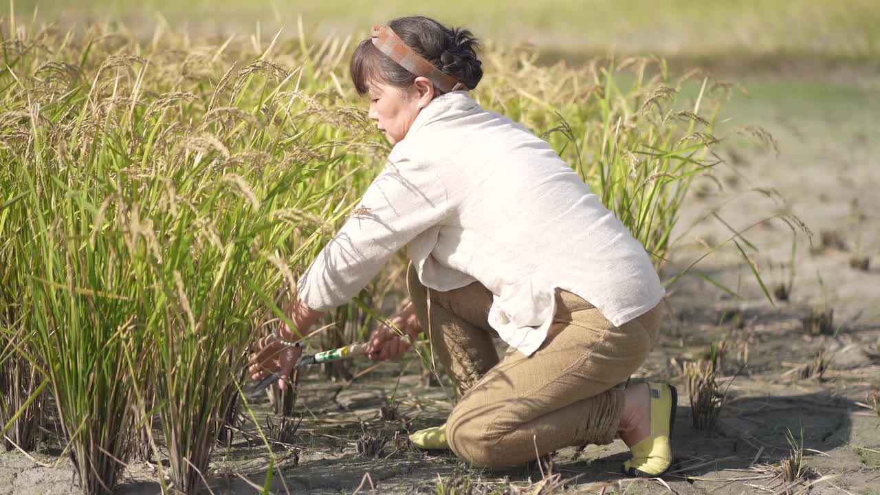 女人收割水稻