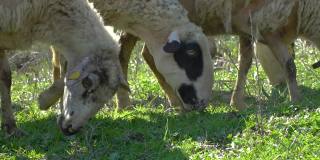 小羊在近距离的草地上吃草