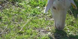 小羊在近距离的草地上吃草