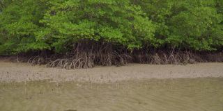 马来西亚恩多低潮浅水沙滩的热带红树林森林树木，根，气根和气根