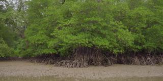 在马来西亚恩多的低潮浅水沙滩拍热带红树林森林树木，根，气根和气根