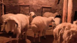 绵羊圈，羊羔和绵羊，tc01视频素材模板下载