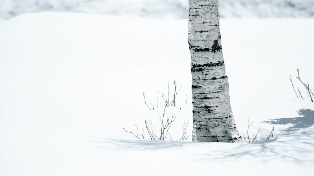 美丽的冬天的风景。桦树站在雪地上投下了阴影。自然背景与白桦树的白色树干