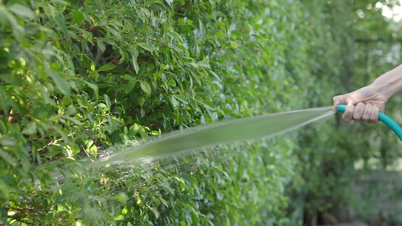 树浇水。女手臂正在使用喷水软管。女园丁，用软管给花园里的植物和树木浇水。从橡胶管中注入水。给后院的植物浇水。
