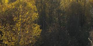 秋日的森林，阳光灿烂。在森林的背景下，毛茸茸的苍蝇，在地面上覆盖了一层柔软的东西。静态相机，作为背景